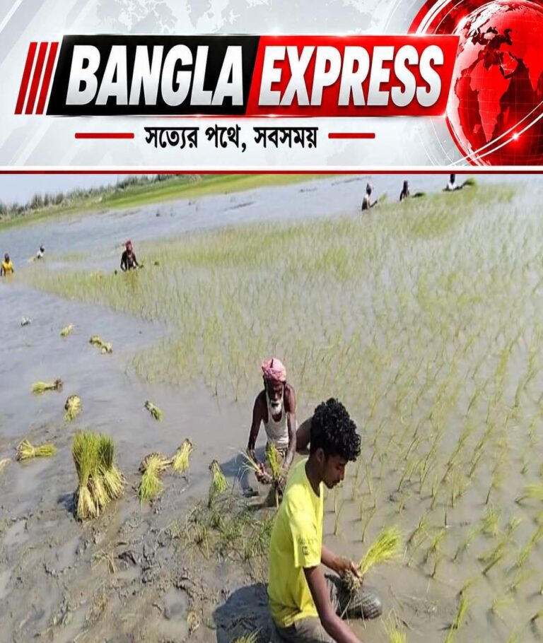 যমুনার চরে বিনাচাষে গাইঞ্জা ধান, কম খরচে সোনালি স্বপ্ন কৃষকের